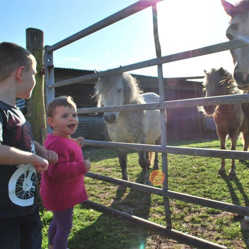 Johnnie studying the horses Bella and Jimbob